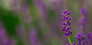 Banwol – mało znana atrakcja turystyczna, którą pokochasz pole lawendy
