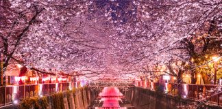 Czym jest hanami? sakura