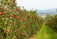 Odmiany jabłoni – czym kierować się przy wyborze? jabłonie