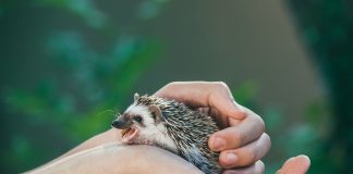 Jeż pigmejski – co powinieneś wiedzieć o jego hodowli jeż pigmejski