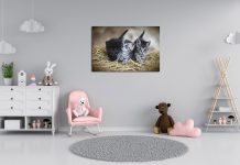 Obrazy z kotami – obrazy na ścianę nie tylko dla miłośników zwierząt obrazy z kotami