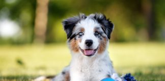 Psi towarzysze dla dzieci – jak wybrać najlepszego przyjaciela aussie szczeniak