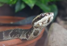 Najlepsze podłoże do terrarium dla gadów – co musi zawierać? podłoże do terrarium