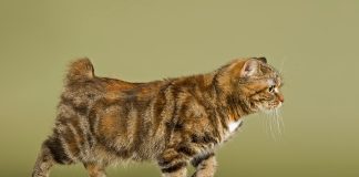 Kot Manx – co to za rasa? Manx kot