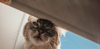 Siatka na balkon – co musisz o niej wiedzieć? kot na balkonie