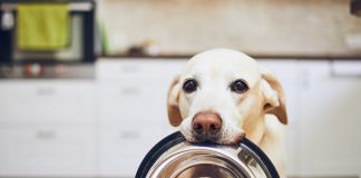 Jaka powinna być mokra karma dla psa? karmienie psa