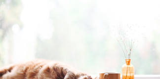 Sklep zoologiczny online – jak upolować najlepsze okazje? sklep zoologiczny