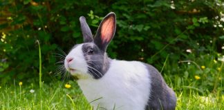 Bajki dla dzieci o zwierzętach książki o zwierzętach