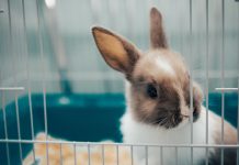 Siatki na klatki dla królików klatka dla królika