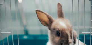 Siatki na klatki dla królików klatka dla królika