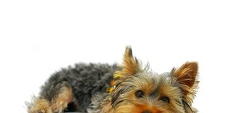 Czy sucha karma jest odpowiednia dla psów z problemami trawiennymi? karma dla psów problemy trawienne