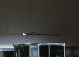 Kamienie do akwarium – na co zwracać uwagę i jakie są ich rodzaje? kamienie do akwarium