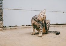 Jak chronić kota przed kleszczami? kot kleszcze