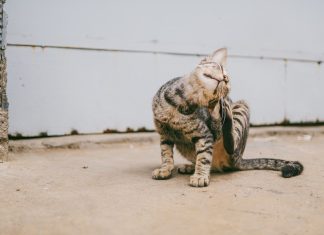 Jak chronić kota przed kleszczami? kot kleszcze