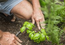 5 rzeczy, które warto wiedzieć na temat pielęgnacji ziół przyprawowych w ogrodzie pielęgnacja ziół