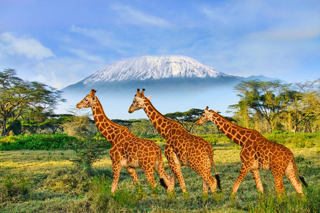 safari w Kenii
