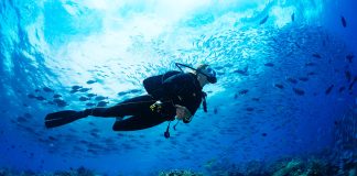 Podróże związane z nauką nurkowania wielka rafa koralowa nurkowanie