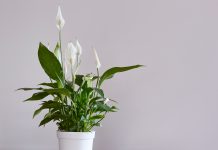 Rośliny doniczkowe łatwe w utrzymaniu skrzydłokwiat