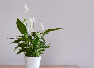 Rośliny doniczkowe łatwe w utrzymaniu skrzydłokwiat