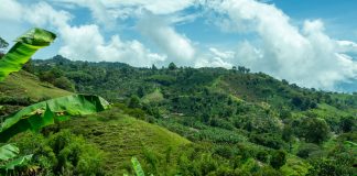 Szlak kawy w Kolumbii szlak kawy Kolumbia Antioquia