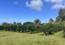 Plantacje kawy na Hawajach, czyli smak raju Plantacje kawy Greenwell Farms