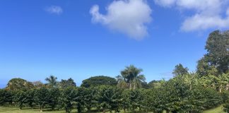 Plantacje kawy na Hawajach, czyli smak raju Plantacje kawy Greenwell Farms