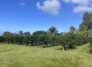 Plantacje kawy na Hawajach, czyli smak raju Plantacje kawy Greenwell Farms