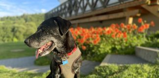 Pies w górach – gdzie jechać pies luka