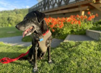 Pies w górach – gdzie jechać pies luka