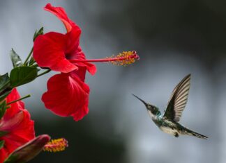 Adaptogeny: Czym są i jak mogą poprawić nasze zdrowie? adaptogen