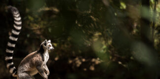 Madagaskar – tam, gdzie żyją lemury Lemur (Lemur catta)
