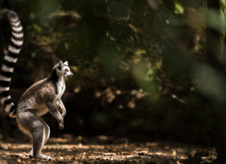 Madagaskar – tam, gdzie żyją lemury Lemur (Lemur catta)