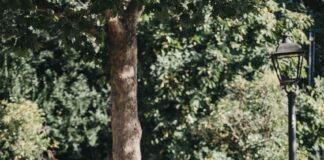 Dlaczego kurtki motocyklowe Rebelhorn to doskonały wybór dla każdego motocyklisty? kurtka motocyklowa