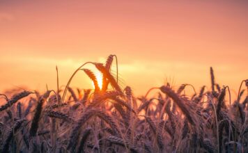Nasiona żyta ozimego – co warto wiedzieć przed siewem? nasiona żyta ozimego